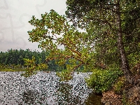 Drzewa, Jezioro, Łódka, Las