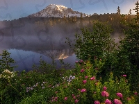 Góra, Jezioro Reflection Lake, Drzewa, Kwiaty, Stany Zjednoczone, Mgła, Park Narodowy Mount Rainier, Szczyt Mount Rainier, Stan Waszyngton