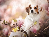 Magnolia, Płochacz holenderski, Kooikerhondje, Kwiaty