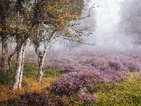 Wrzosowisko, Anglia, Park Narodowy Peak District, Drzewa, Mgła, Jesień, Brzozy, Stanton Moor