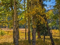 Topole osikowe, Liście, Jesień, Las, Pożółkłe