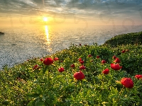 Morze Czarne, Kwiaty, Bułgaria, Wzgórze, Wschód słońca, Góry, Piwonie