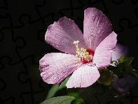 Hibiskus, Czarne tło, Fioletowy, Kwiat, Ketmia