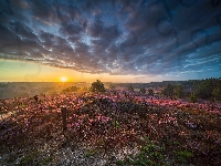 Wrzosy, Holandia, Park Narodowy Veluwezoom, Drzewa, Wschód słońca, Wrzosowisko, Chmury, Prowincja Geldria