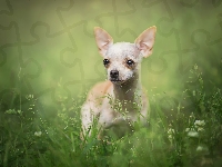Chihuahua krótkowłosa, Pies, Trawa