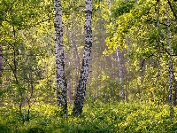 Roślinność, Las, Brzozy, Paprocie