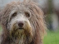 Bearded collie, Kosmaty, Mordka