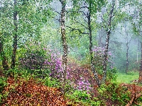 Różaneczniki, Brzozy, Hrabstwo Derbyshire, Las, Anglia, Kwiaty, Rododendrony, Lato, Liście, Park Narodowy Peak District