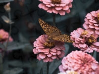 Różowe, Cynie, Motyl, Dostojka malinowiec, Kwiaty