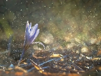 Krokus, Kwiat, Bokeh