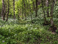 Kwiaty, Lato, Las, Czosnek niedźwiedzi