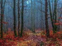 Drzewa, Mgła, Jesień, Bezlistne, Las