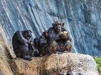 Szympansy, Małpy, Skały