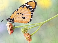 Roślina, Motyl, Monarcha złocisty, Makro