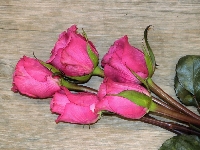 Róże, Różowe, Deska