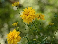 Kwiaty, Żółte, Rozwinięte, Pąki