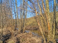 Strumień, Drzewa, HDR