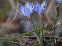 Krokusy, Kwiaty, Niebieskie, Trawa