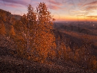 Drzewa, Kamienie, Jesień, Wzgórza, Brzozy