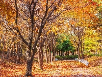 Drzewa, Liście, Jesień, Park, Pożółkłe