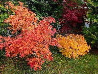 Krzewy, Kolorowe, Jesień