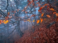 Drzewa, Las, Mgła, Jesień, Jesienne, Liście