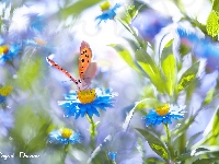 Kwiaty, Motyl, Niebieskie, Rozmyte tło