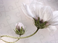 Kwiat, Biały, Pąk