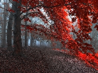 Liście, Drzewa, Jesień, Las, Czerwone, Mgła