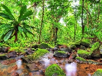 Drzewa, Dżungla, Omszałe, Kamienie, Madagaskar, Strumień, Las tropikalny, Palmy, Park Narodowy Masoala