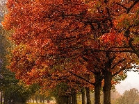 Drzewa, Park, Aleja, Jesień