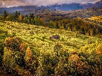 Pola, Rumunia, Transylwania, Drzewa, Domek, Wieś, Lasy, Siedmiogród