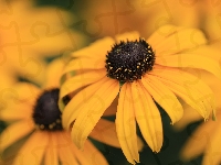 Rudbekia, Żółta, Kwitnąca, Zbliżenie