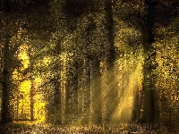 Drzewa, Zielony, Las, Przebijające światło