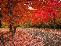 Drzewa, Liście, Ogrodzenie, Czerwone, Park, Jesień, Ścieżka
