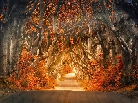 Droga, Przebijające światło, Las, Drzewa, Jesień