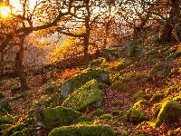 Las, Wschód słońca, Kamienie, Park Narodowy Peak District, Anglia, Omszałe, Jesień, Drzewa, Hrabstwo Derbyshire