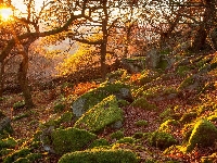 Las, Wschód słońca, Kamienie, Park Narodowy Peak District, Anglia, Omszałe, Jesień, Drzewa, Hrabstwo Derbyshire