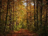 Droga, Drzewa, Jesień, Las, Ścieżka