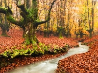 Kraj Basków, Jesień, Rzeczka, Park Narodowy Gorbea, Drzewa, Hiszpania, Las, Strumyk