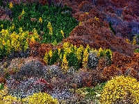 Krzewy, Kolorowe, Drzewa, Jesień