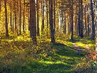 Trawa, Las, Światło słoneczne, Jesień, Drzewa, Ścieżka