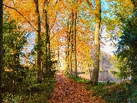 Staw, Ścieżka, Park, Drzewa, Jesień
