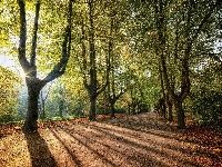 Drzewa, Wschód słońca, Aleja, Droga, Promienie słońca