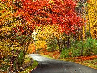 Jesień, Drzewa, Las, Droga, Kolorowe