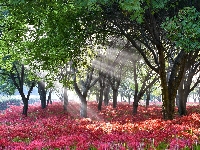 Kwiaty, Drzewa, Czerwone, Przebijające światło