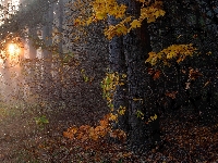 Liście, Las, Słoneczne, Jesień, Drzewa, Przebijające światło
