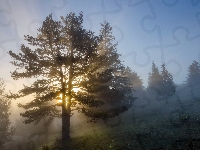 Wschód słońca, Drzewa, Mgła, Poranek