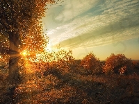 Drzewo, Jesień, Promienie słońca, Krzewy