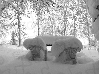 Drzewa, Krzesła, Zima, Śnieg, Zaśnieżone